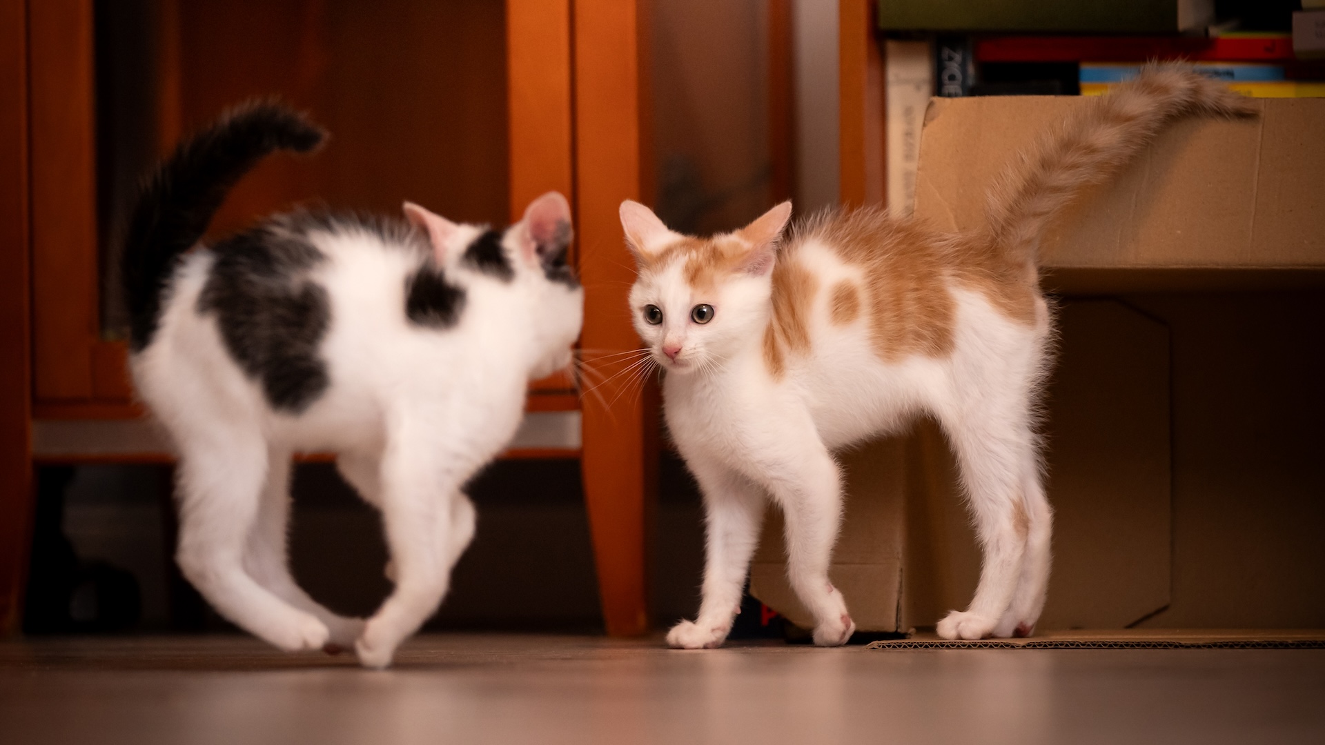 Do cats communicate with their tails